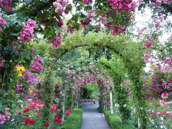 Донецкий ботанический сад отвел березовую рощу для проведения свадебных торжеств