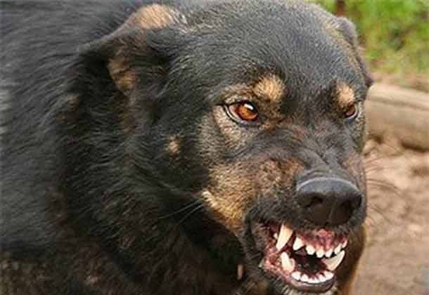 Что делать при встрече с бродячей собакой: правила безопасности и защита