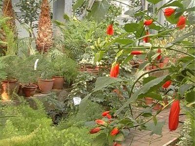 В донецком ботаническом саду расцвели тропические растения