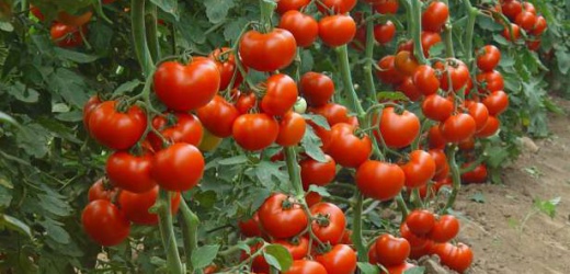 В ДНР планируют построить тепличные комплексы для выращивания овощей