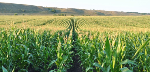 В Новоазовском районе закончили сев кукурузы и подсолнечника