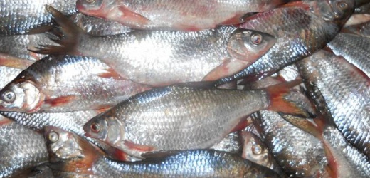 Захарченко пообещал, что в ДНР подешевеет рыба