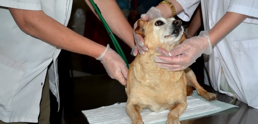 Донецкий приют для животных выходил около 600 собак, пострадавших от обстрелов