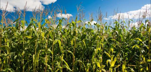 В ДНР завершен сев кукурузы и подсолнечника