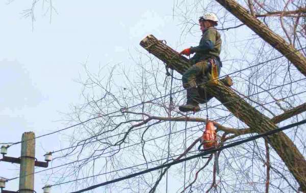 Коммунальщики удаляют сухостойные деревья