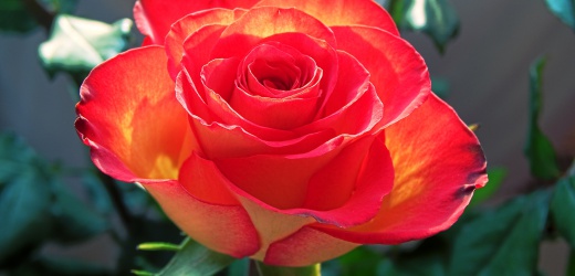 В Горловке в память о погибших детях Донбасса высадили десятки кустов роз