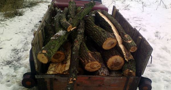 В Донецкой области задержали нелегальных лесорубов (ФОТО)