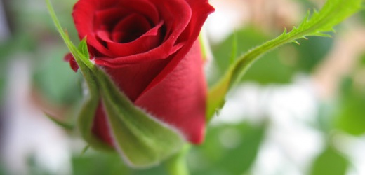 В Донецке в этом году планируют высадить два миллиона роз