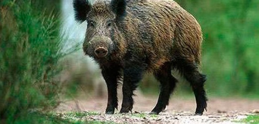 В Волновахском районе дикие кабаны уничтожают посевы кукурузы и подсолнечника