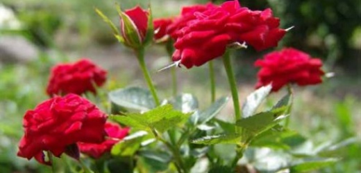 Около 9 тысяч кустов роз высадят в Донецке до конца осени