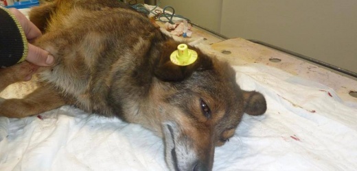 В Донецке ежемесячно прививают около 300 бродячих животных