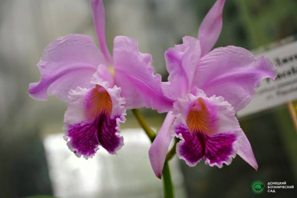 В Донецком ботаническом саду под Новый год зацвели орхидеи