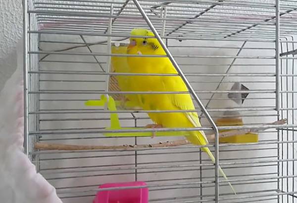 Основные правила выбора клетки для птицы