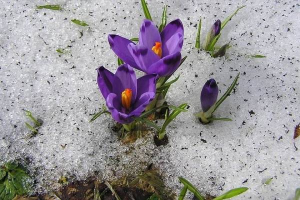 Когда в Донецке наступит весна 2019: 8 марта орешник выкинет золотые сережки, и зацветут подснежники