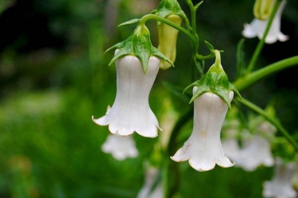 В Донецком ботсаду зацвело растение, которое растет только на островах в Атлантическом океане