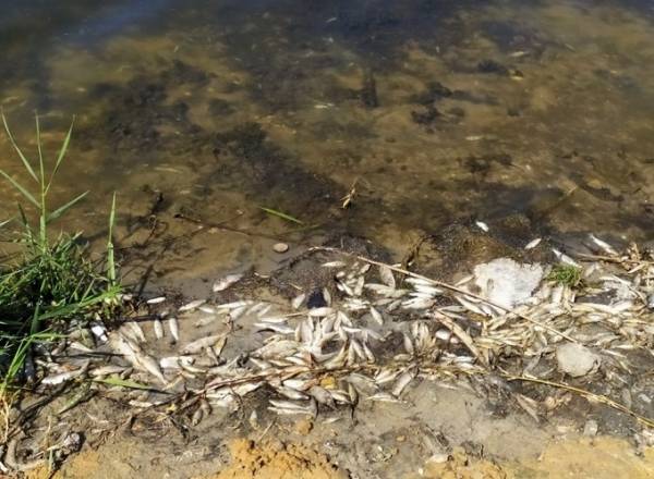 В Донецке объяснили неприятный запах из Кальмиуса