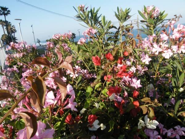 В Донецке расцвели экзотические растения Средиземноморья