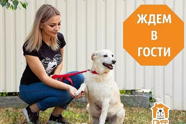 Донецкий приют ПИФ проведет день открытых дверей