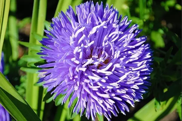 В Донецком ботаническом саду зацвели астры