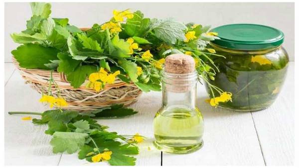 Девять противовирусных трав и приправ