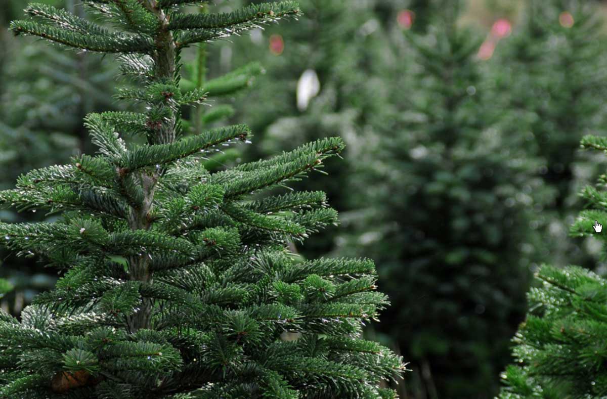 9 декабря в Донецке откроются елочные базары