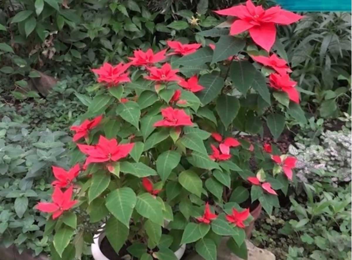 Вифлеемская звезда зацвела в донецком ботаническом саду