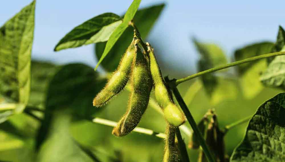 Как правильно варить сою: советы по приготовлению и сохранению полезных свойств