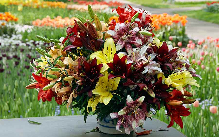 Каким образом сохранить букет лилий в вазе подольше