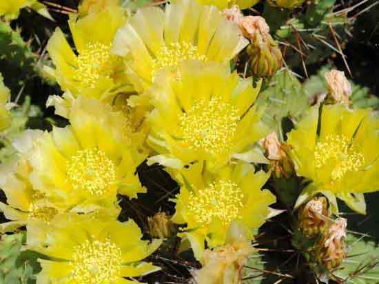 В Донецка в ботаническом саду зацвел съедобный морозостойкий кактус