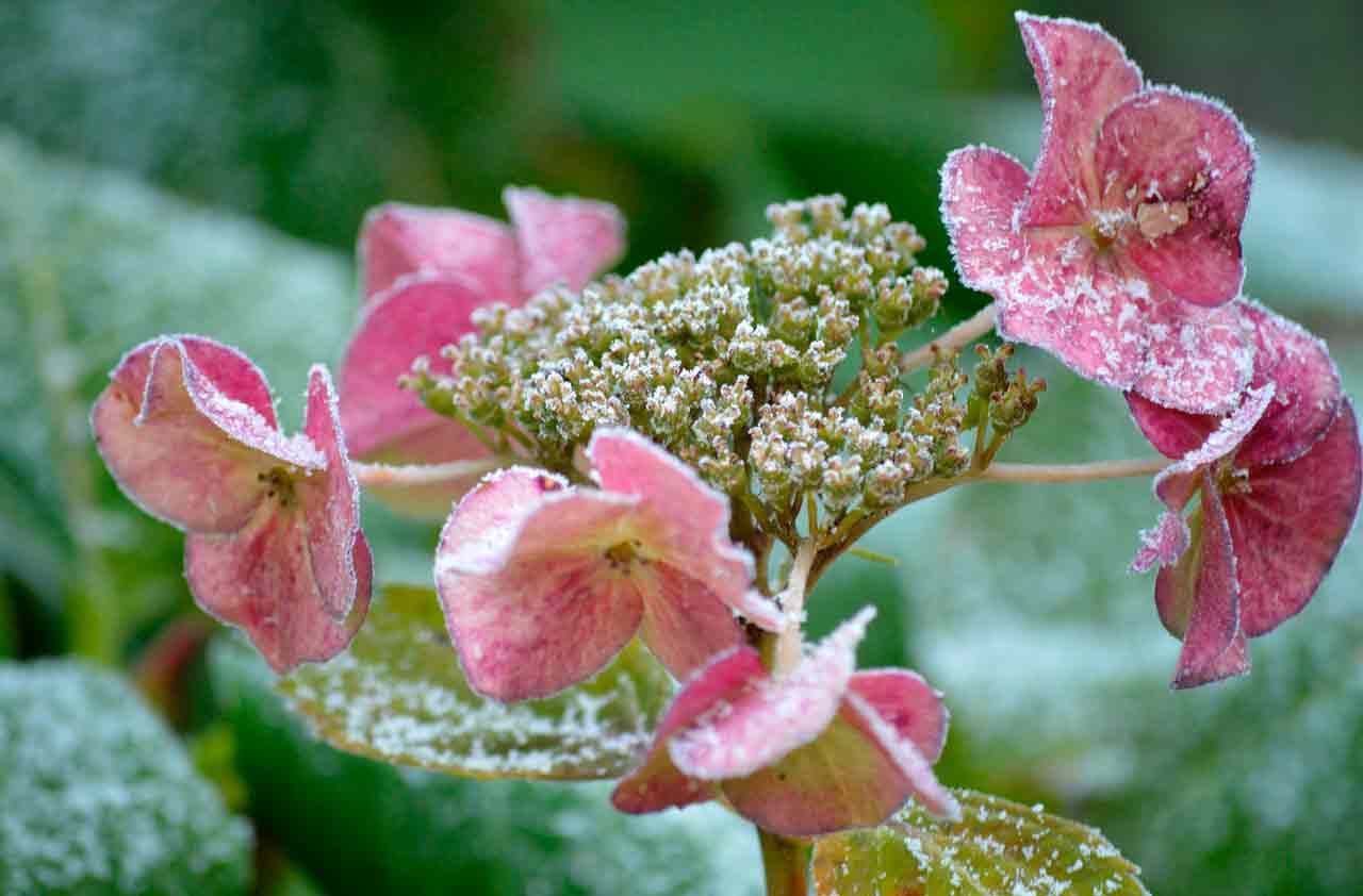 Декабрь в саду - что делать? | Список дел