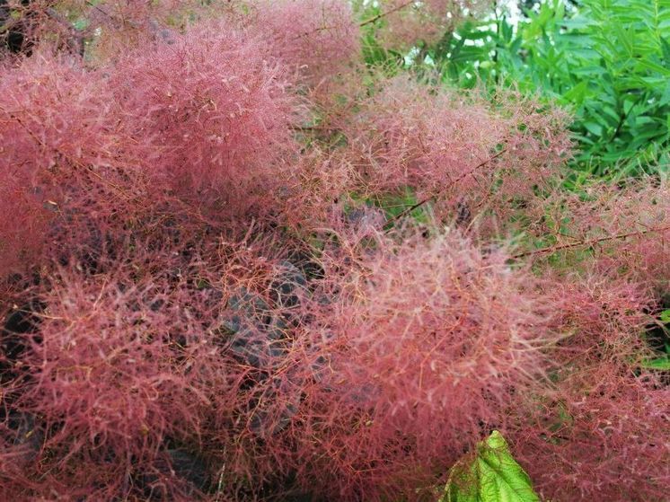 В ботаническом саду Донецка зацвело париковое дерево