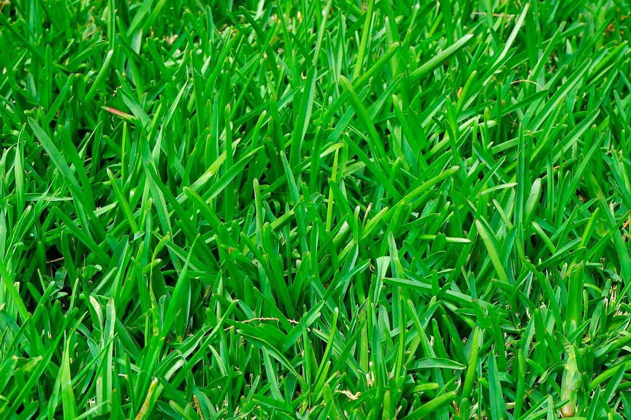 Укладка газона из рулона