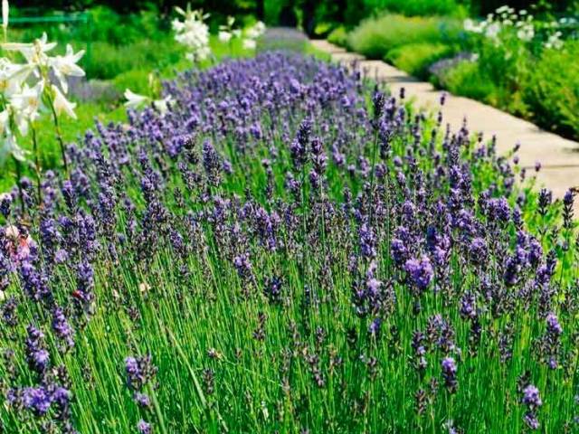 В Донецком ботаническом саду расцвела лаванда