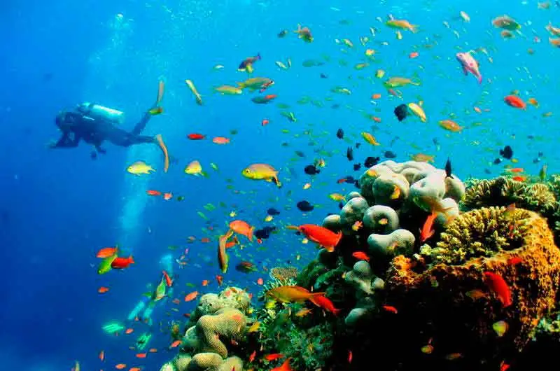 Дайвинг-сафари в Шарме: Инструкция по применению для новичков и профи